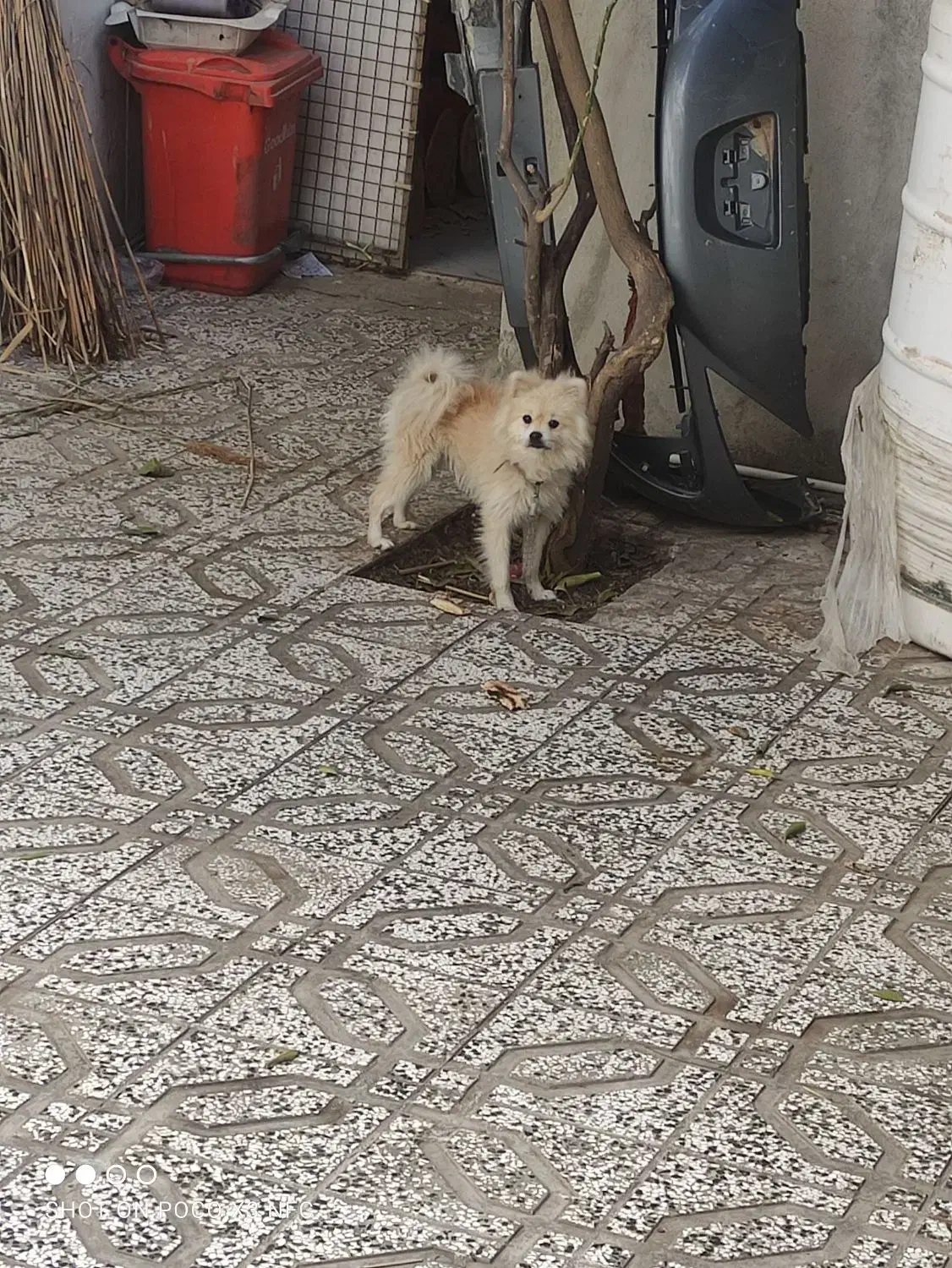 سگ پامرین خرسی|سگ|کلاله, |دیوار