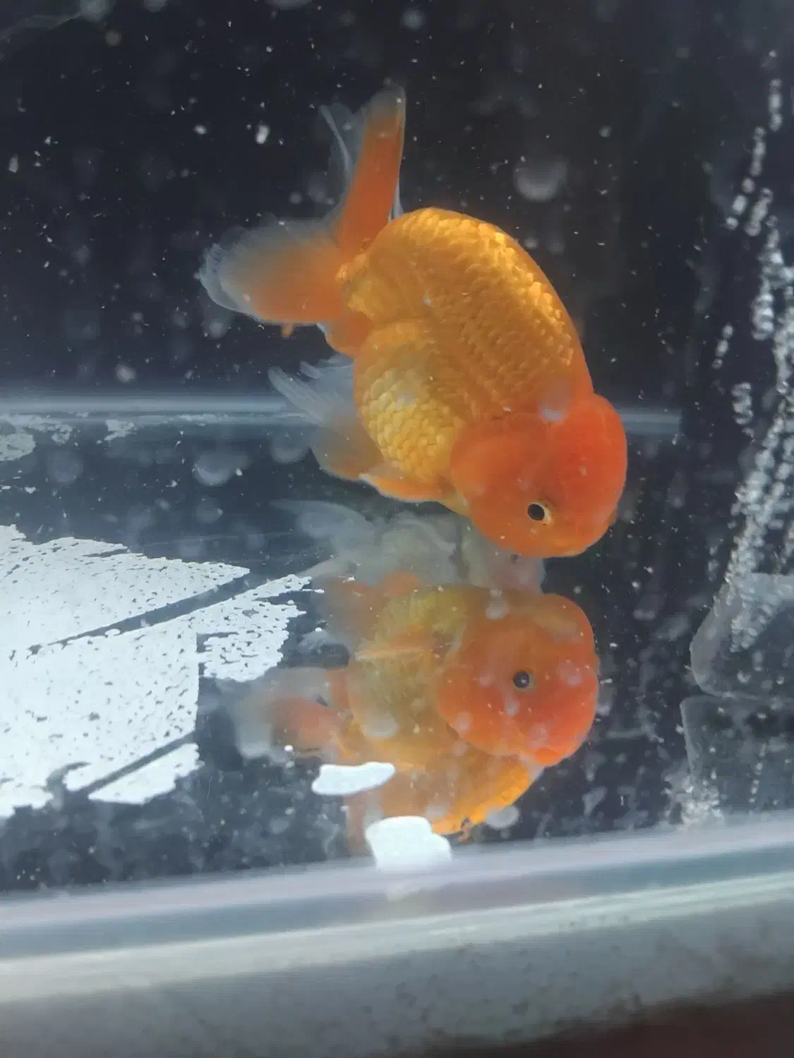 گلدفیش گریدAA|ماهی|قم, علی آباد سعدگان|دیوار