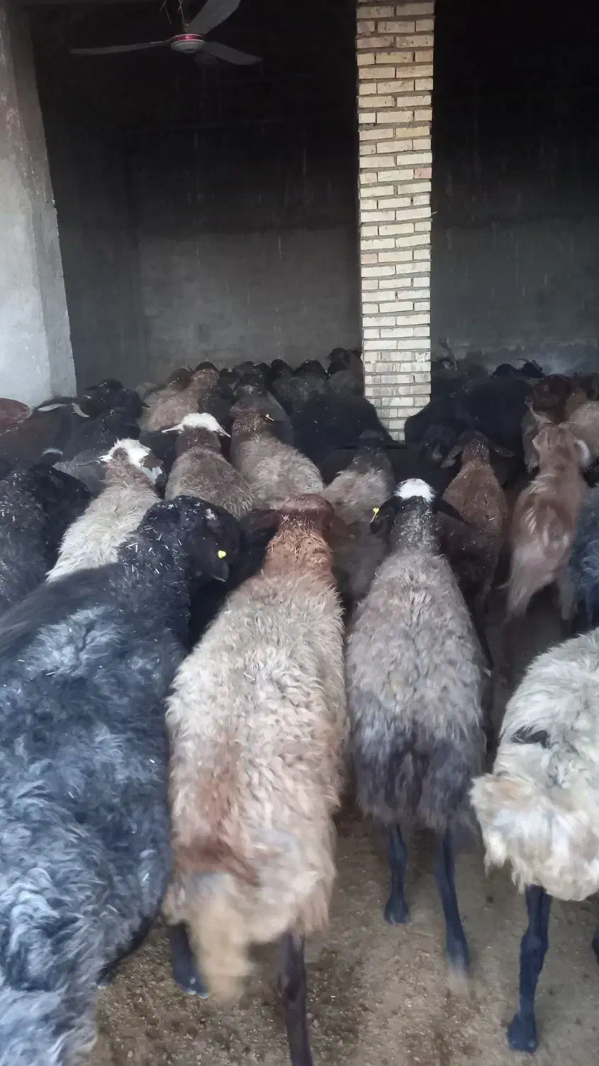 فروش میش داشتی|حیوانات مزرعه|مهدی شهر, |دیوار