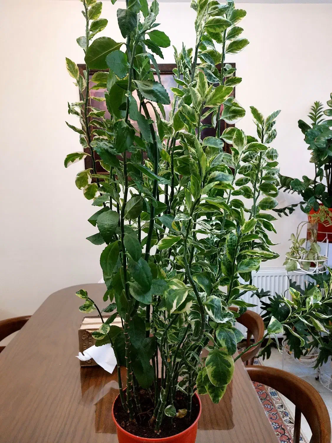 فروش گل آپارتمانی|گل و گیاه طبیعی|تهران, حشمتیه|دیوار