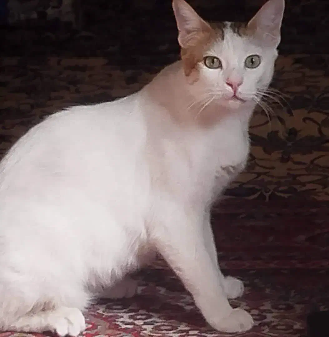 گربه گشمده مژدگانی یک میلیون|حیوانات|زابل, |دیوار