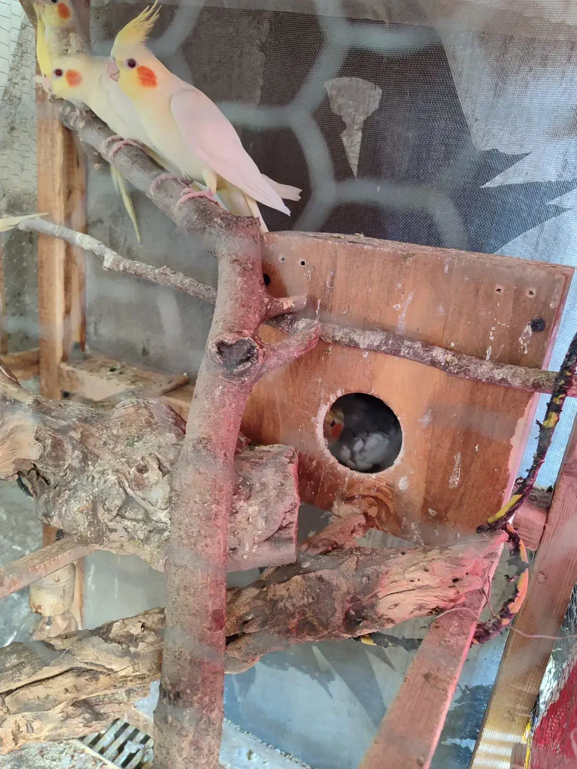 عروس هلندی|پرنده|نگین شهر, |دیوار