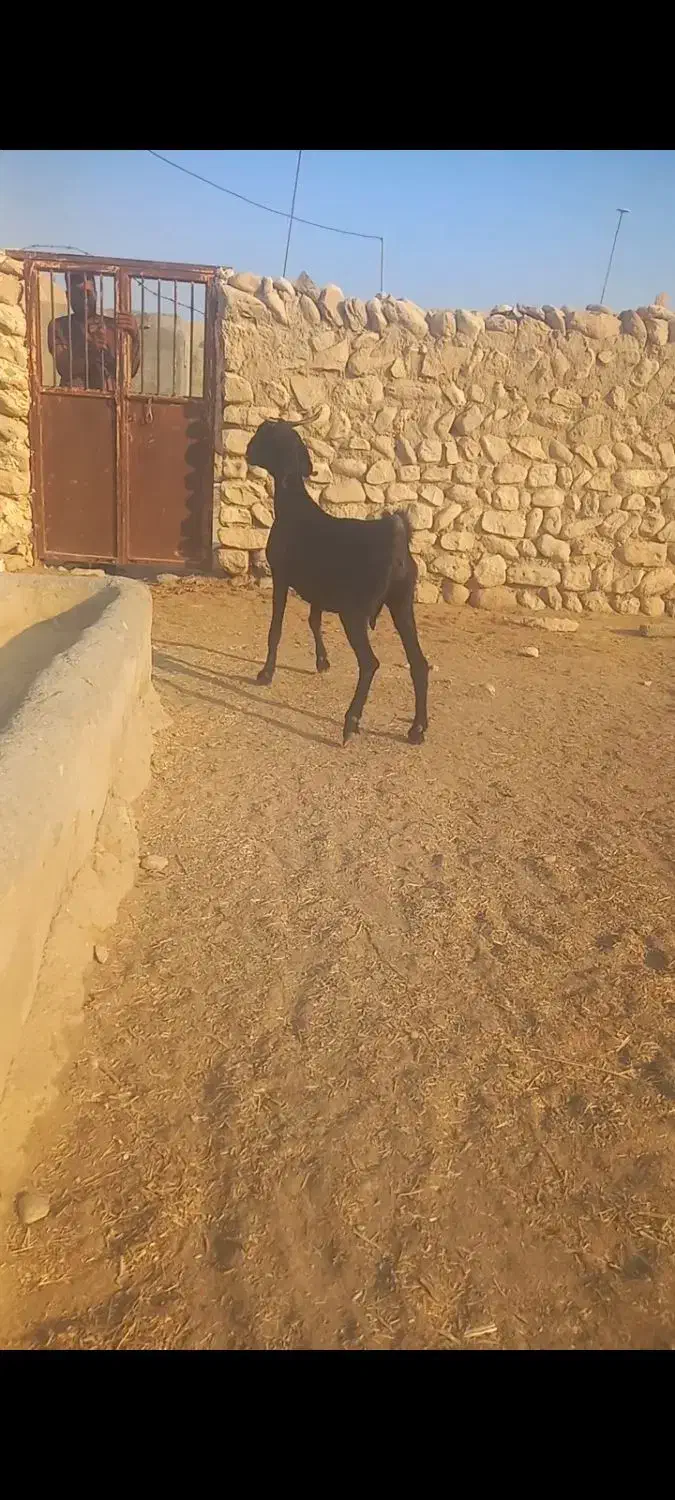 دو عدد بز دورگ|حیوانات مزرعه|بیرم, |دیوار