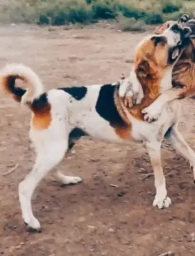 واگذاری سگ سرابی|سگ|مشگین شهر, |دیوار