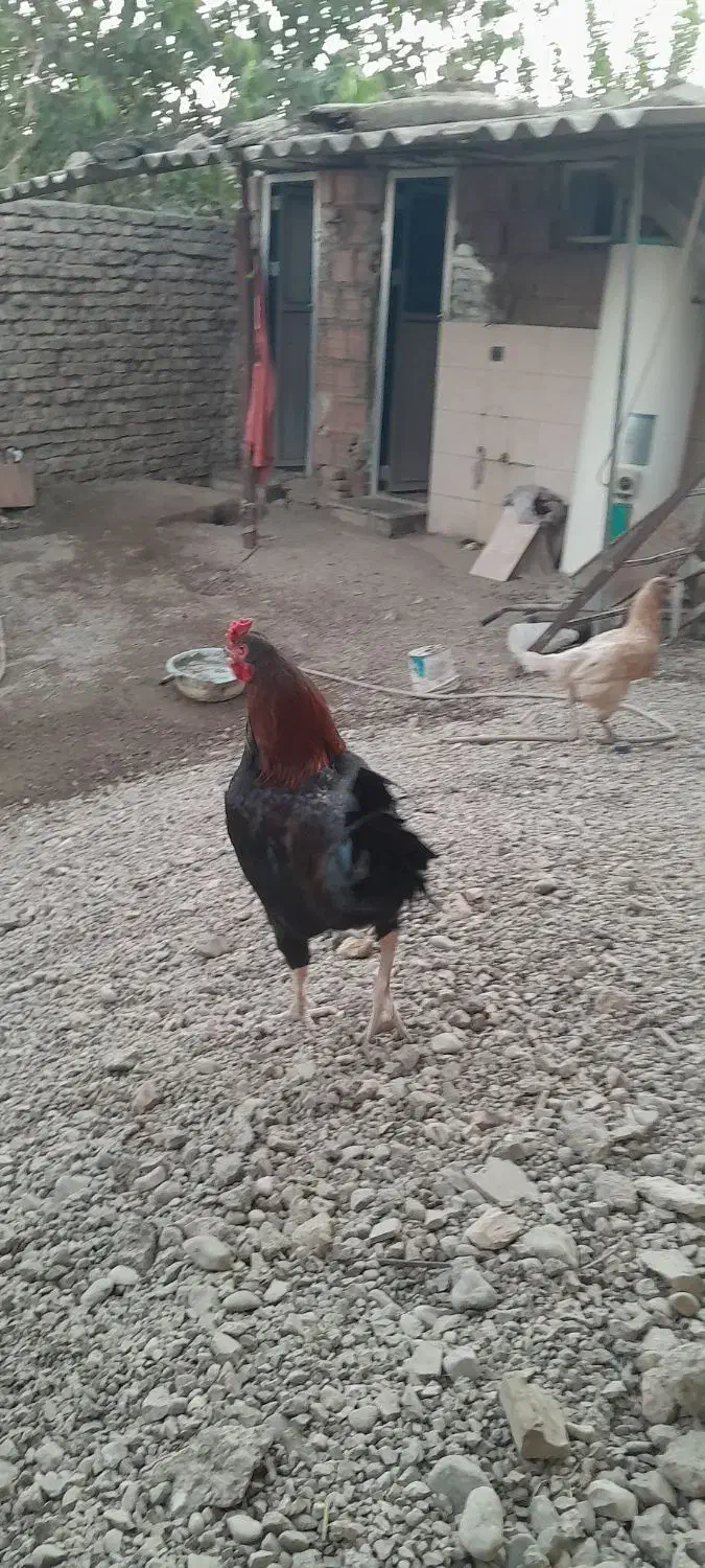 خروس معمولی|حیوانات مزرعه|مینودشت, |دیوار