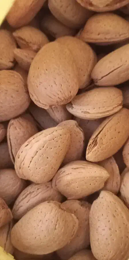 فروش بادام|خوردنی و آشامیدنی|بوانات, |دیوار