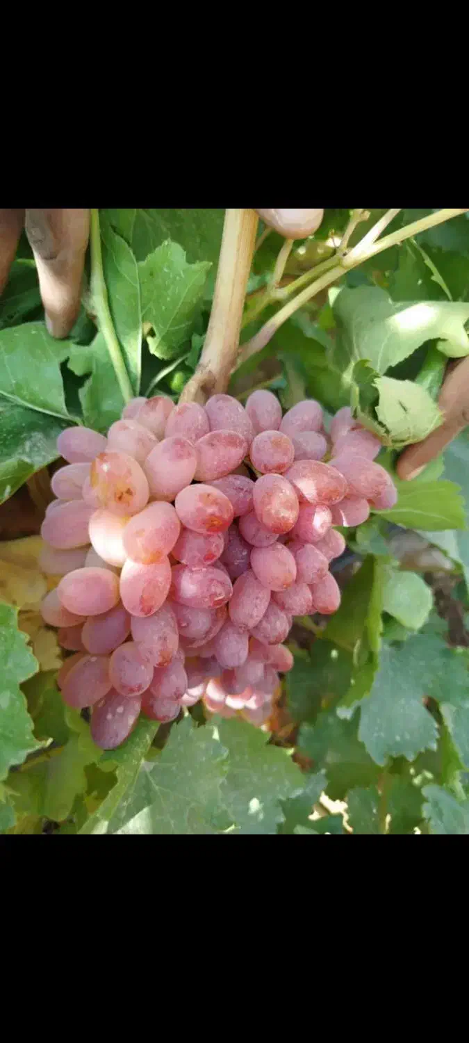 نهال انگورخوشه طلایی|خدمات باغبانی و درختکاری|تاکستان, |دیوار