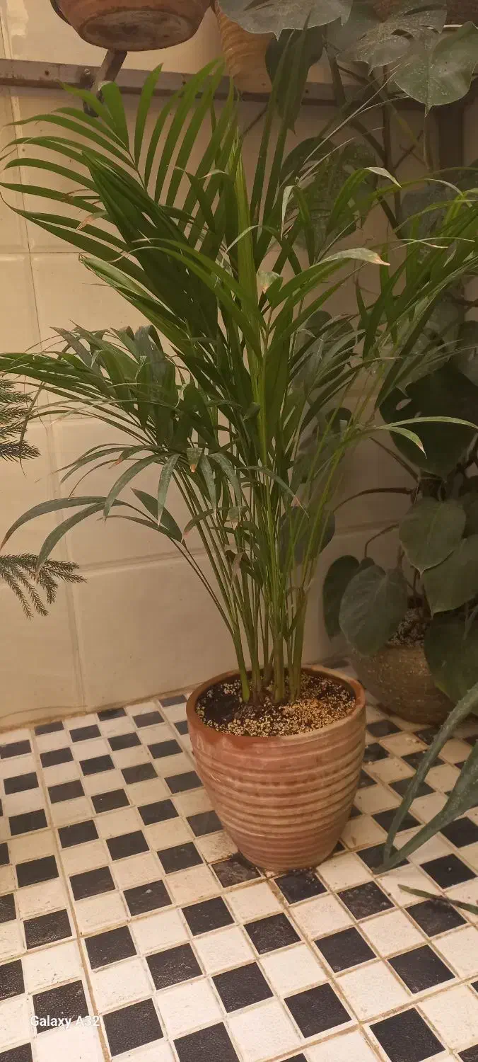 گل و گیاه|گل و گیاه طبیعی|پیشوا, |دیوار