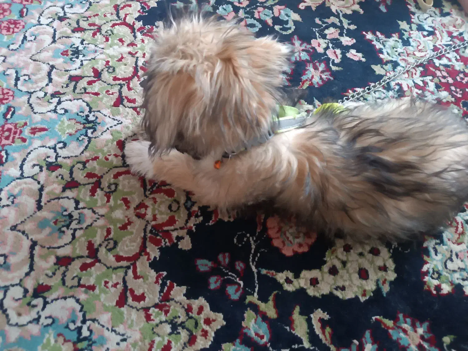 معا. وضه توله نر شیتزو تریر شناسنامه دار با ژرمن|سگ|بم, |دیوار