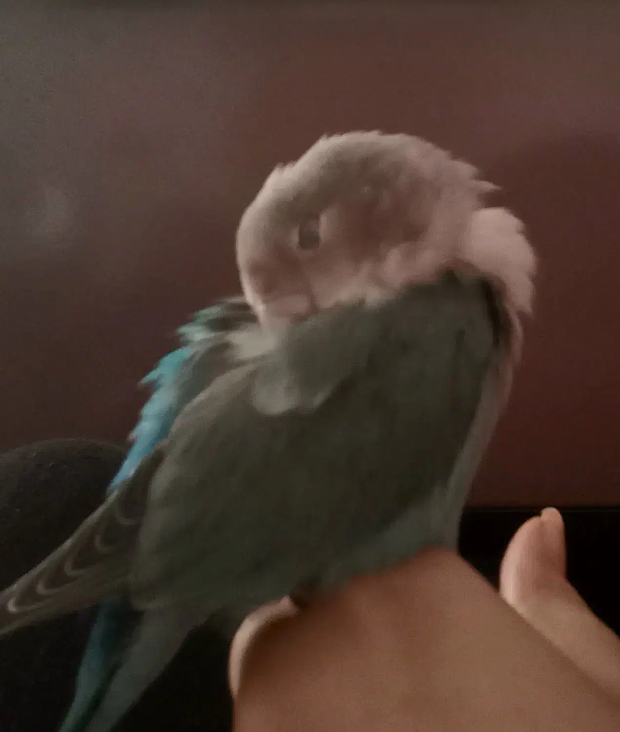 طوطی برزیلی گمشده|حیوانات|کرمانشاه, |دیوار