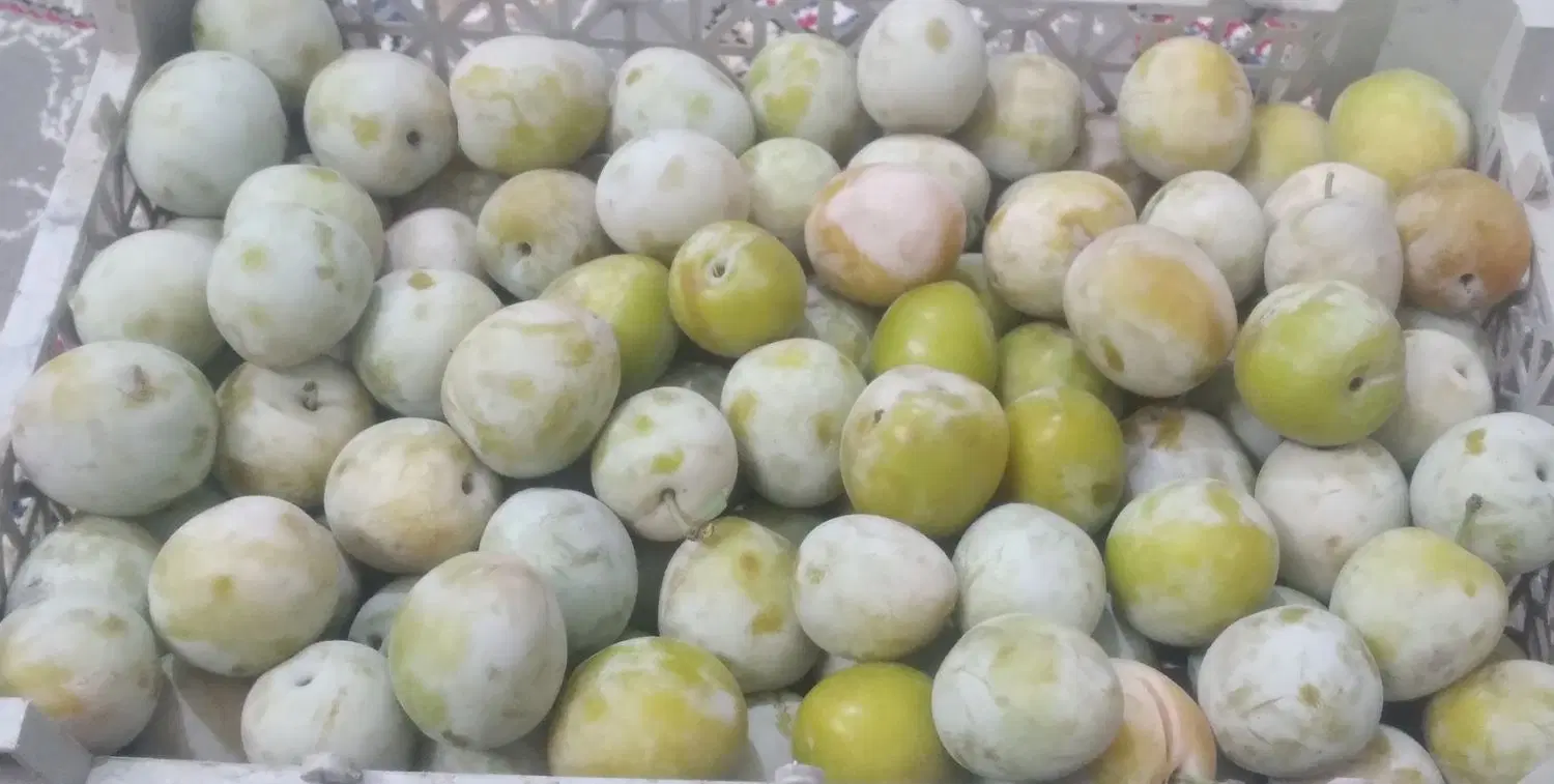 آلو|خوردنی و آشامیدنی|مشهد, کوشک مهدی|دیوار