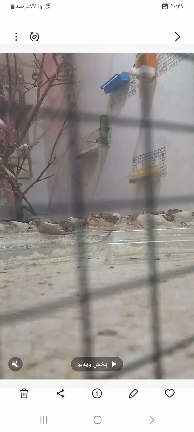 فنج زبرا|پرنده|یزد, |دیوار