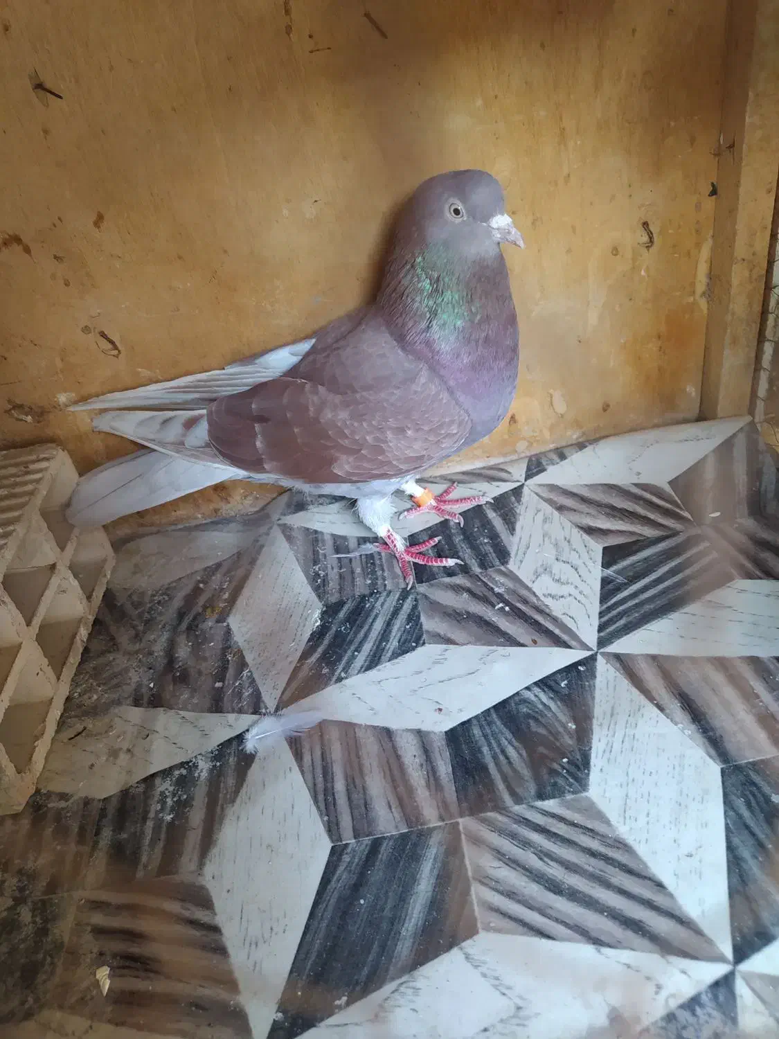 کفتر ماده|پرنده|هشتگرد, مدرس|دیوار