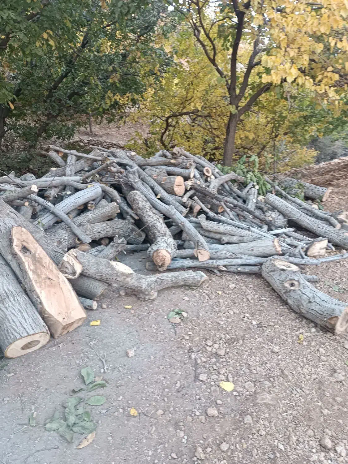 چوب|خدمات باغبانی و درختکاری|پاوه, |دیوار