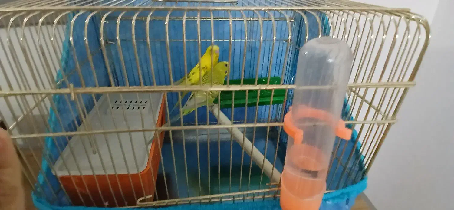 مرغ عشق|پرنده|گرمسار, |دیوار