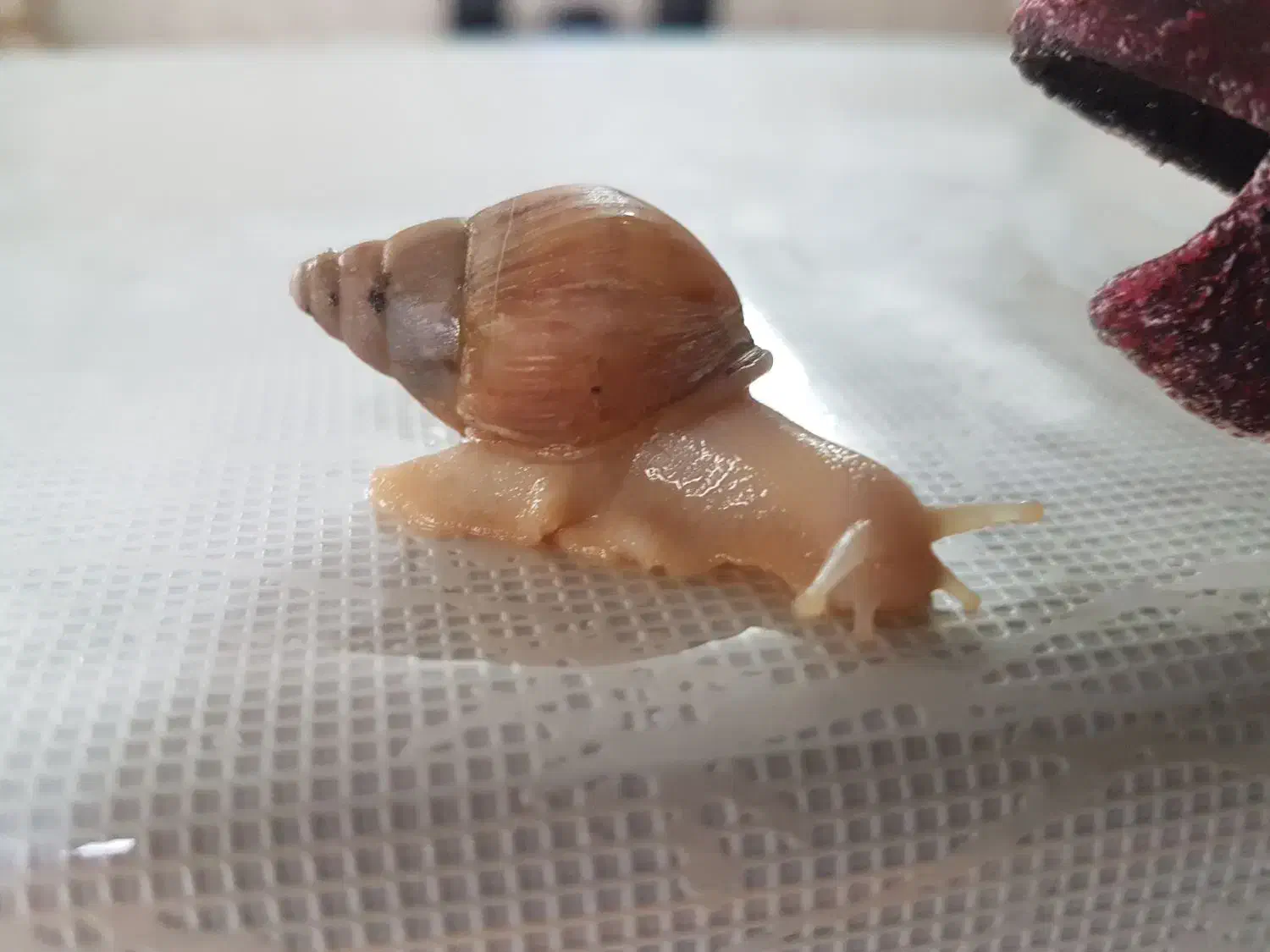 حلزون|خزنده|تهران, صاحب الزمان|دیوار