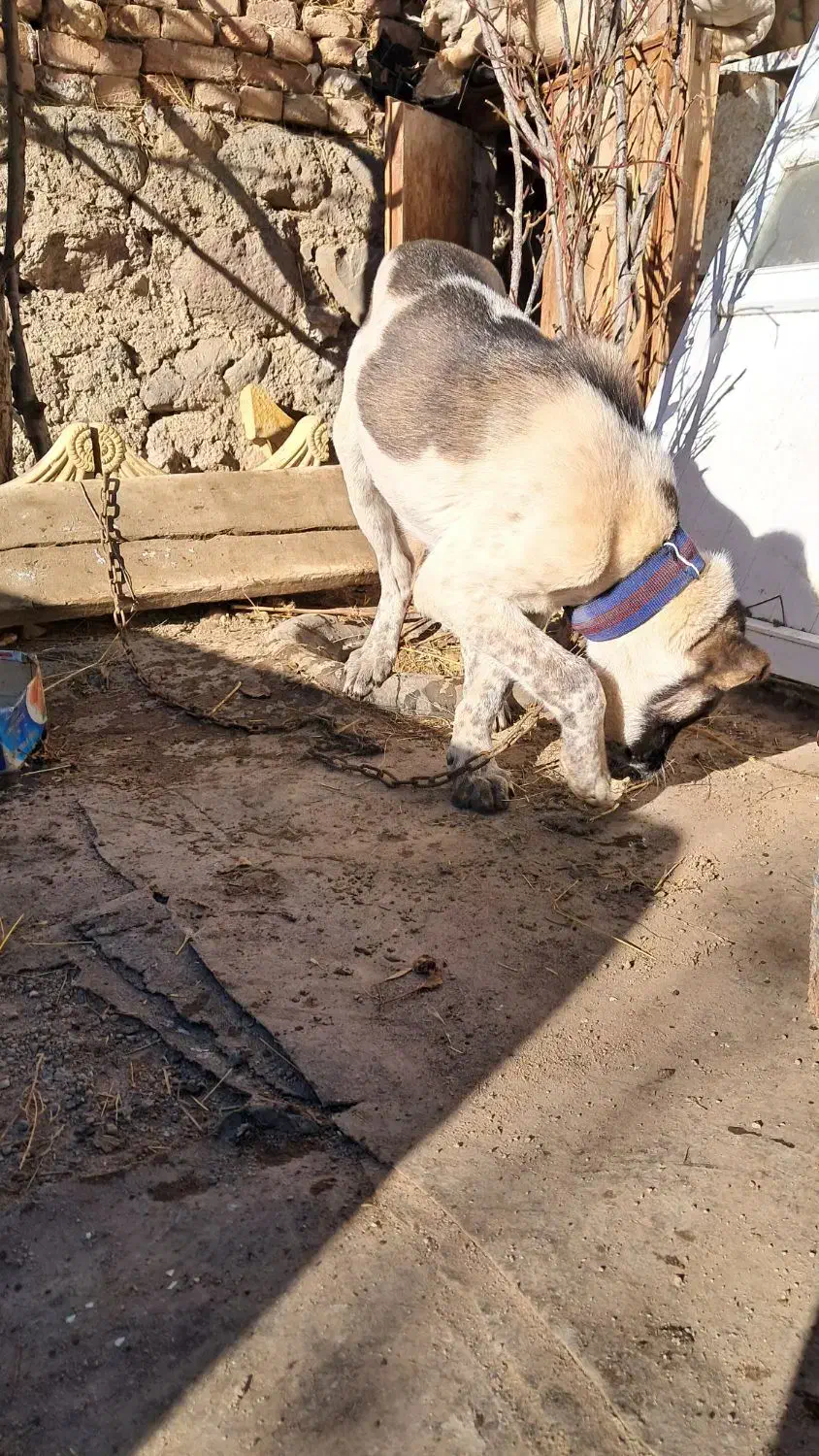 سگ سرابی|لباس|سرعین, |دیوار