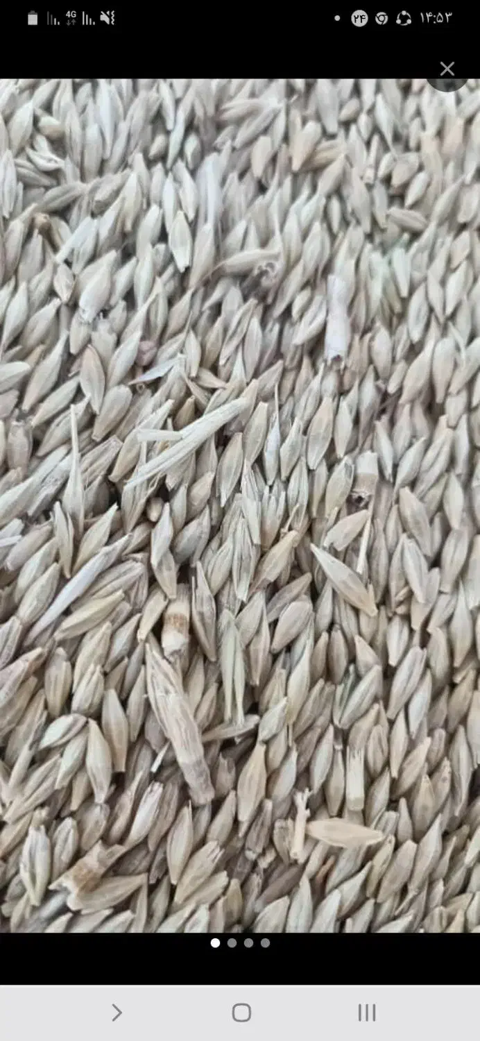 گندم وجومحلی کازرون کوه چنار|خدمات باغبانی و درختکاری|کازرون, |دیوار