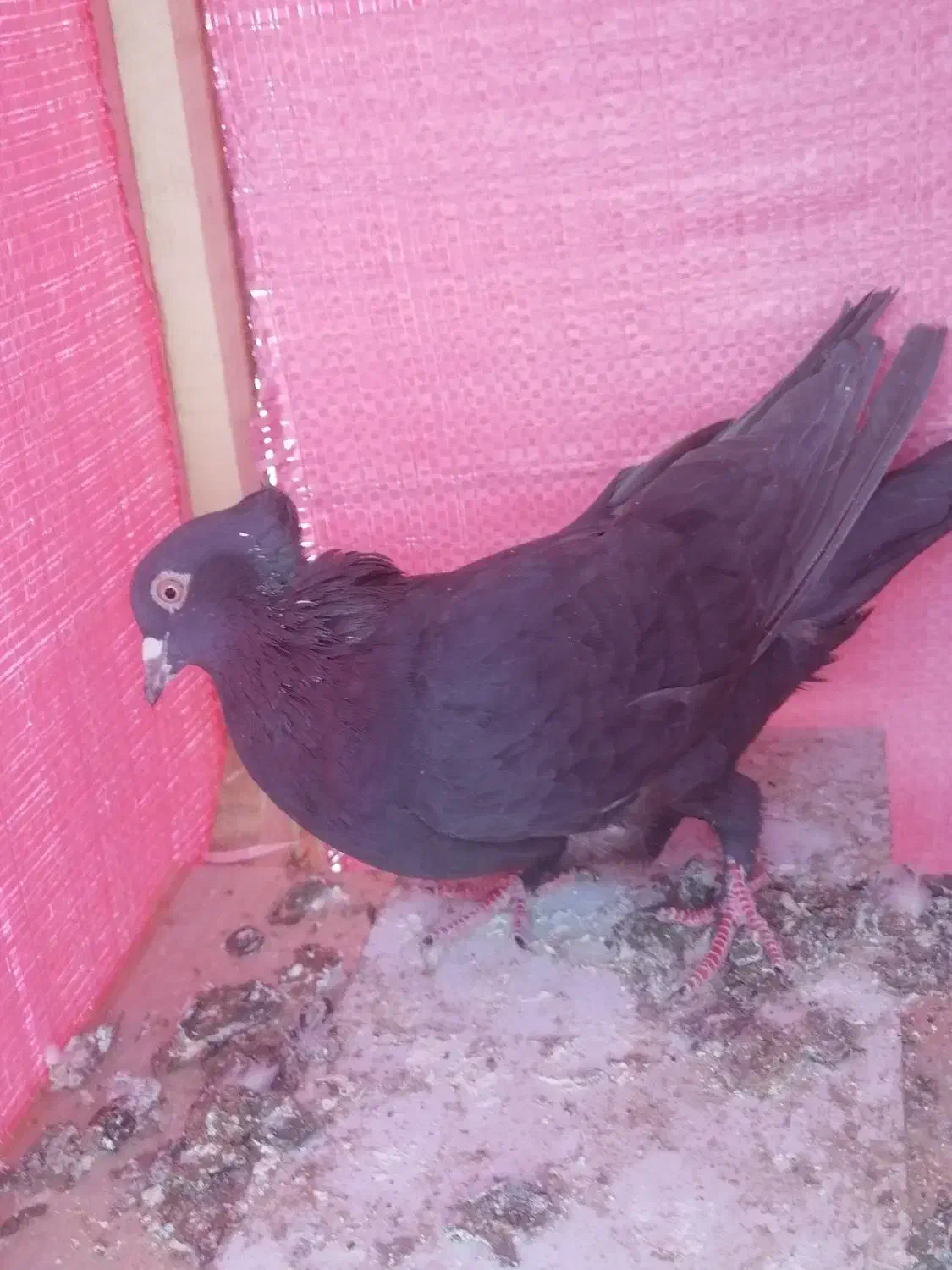 کفتر صید|پرنده|مشهد, مشکینی (شهرک غرب)|دیوار