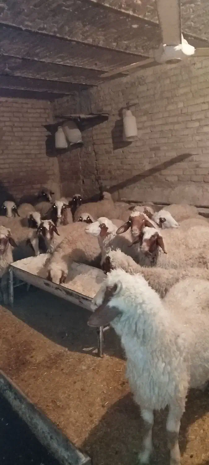 بره نر|حیوانات مزرعه|سرپل ذهاب, |دیوار