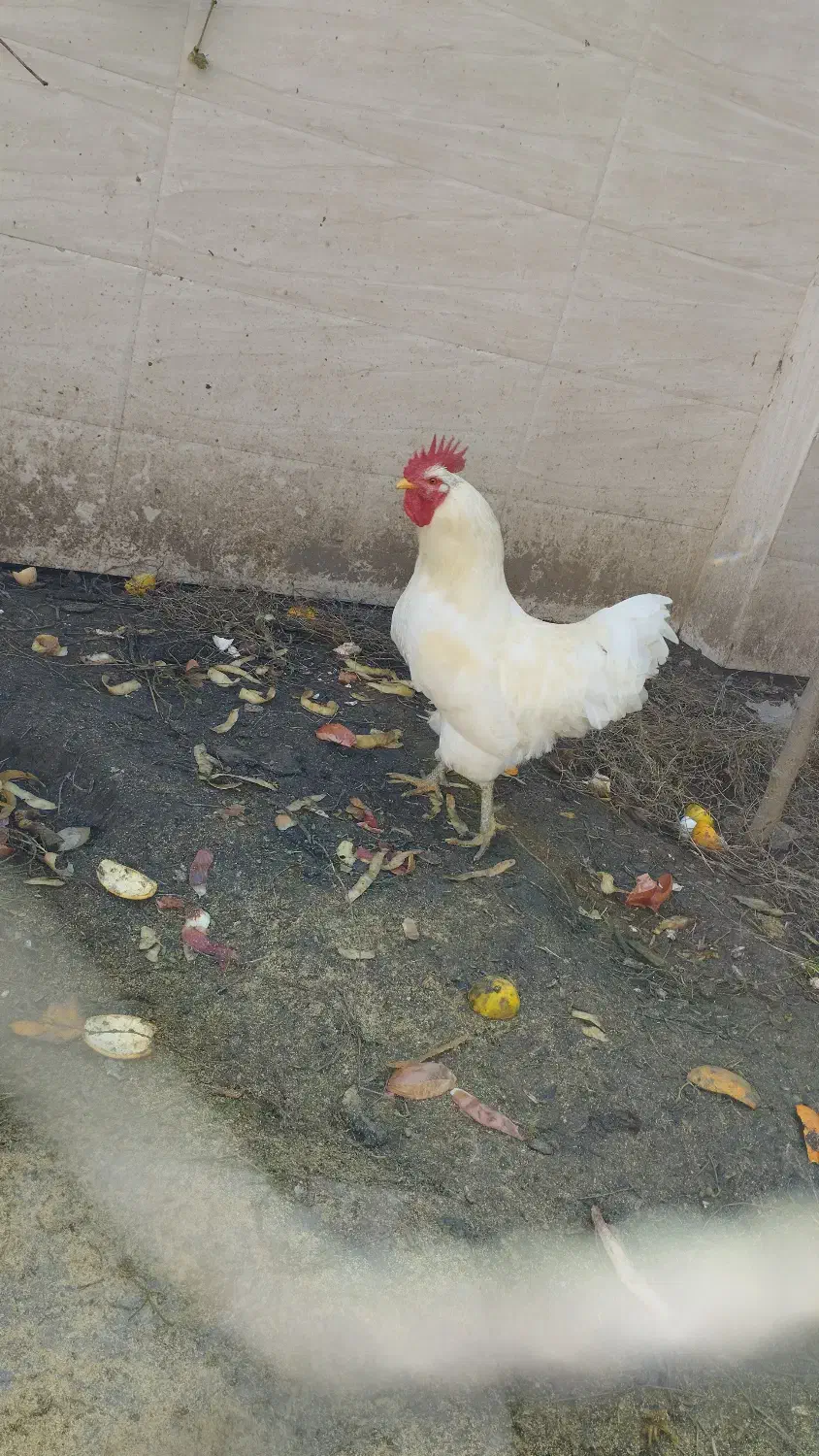 خروس محلی سفید اصل|حیوانات مزرعه|بابل, |دیوار