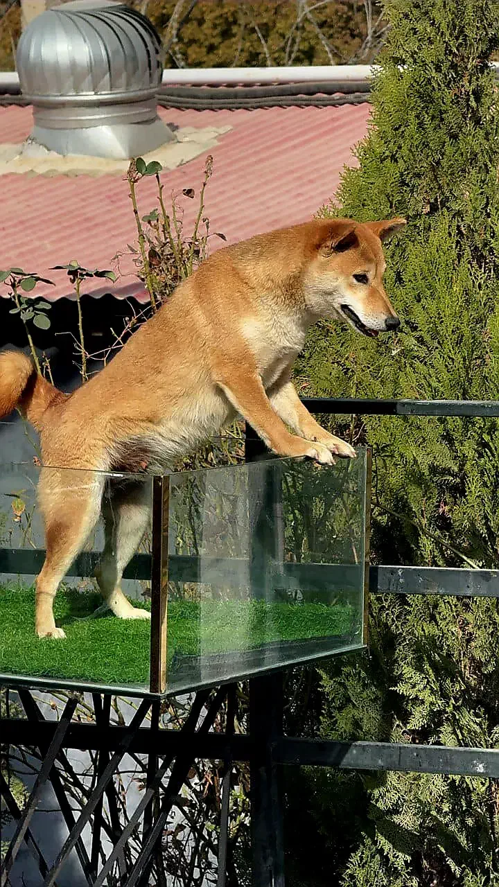 شیبا اینو|سگ|بومهن, |دیوار