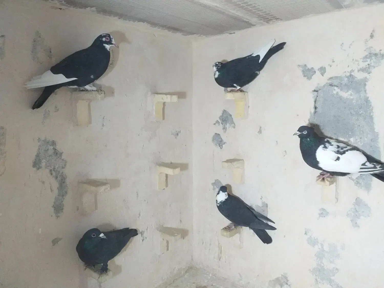تعدادی پرنده|پرنده|نگار, |دیوار