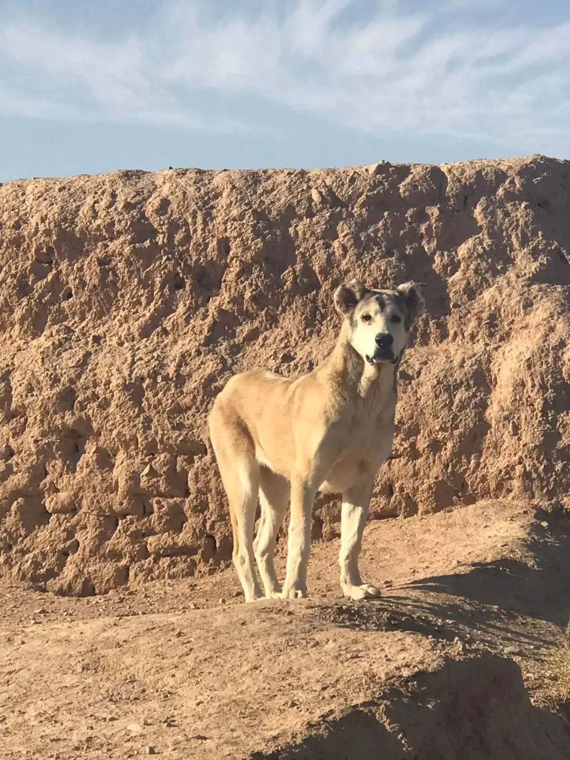 سگ نر و ماده|سگ|اسفراین, |دیوار
