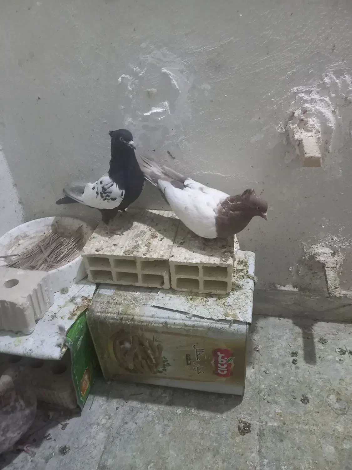 کبوتر|پرنده|فسا, |دیوار