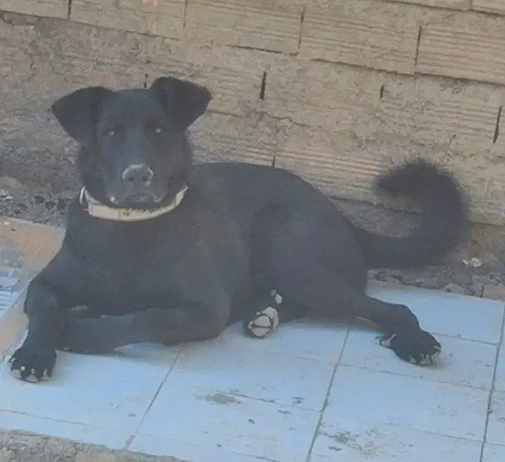 واگذاری سگ میکس ژرمن دوبرمن نگهبان|سگ|مرند, |دیوار