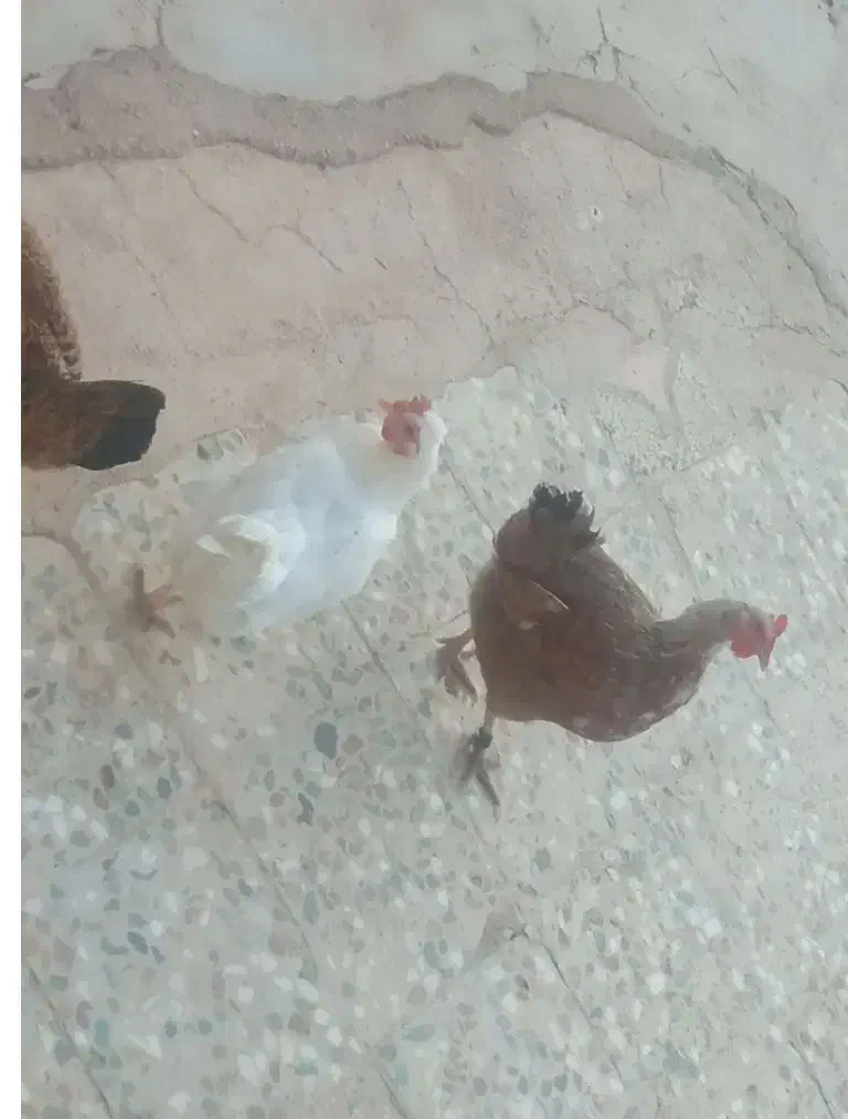 مرغ بومی اصل|حیوانات مزرعه|لردگان, |دیوار