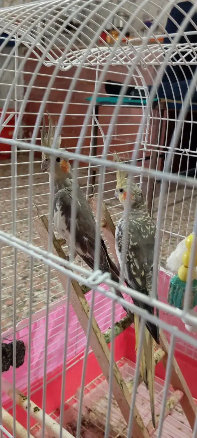 دو عروس هلندی|پرنده|فومن, |دیوار