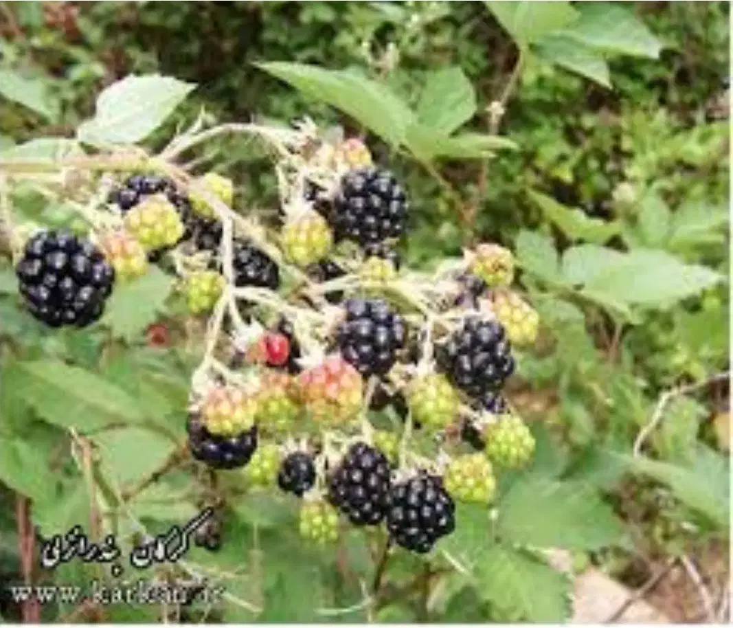 مرباتمشک|عمده‌فروشی|زابل, |دیوار