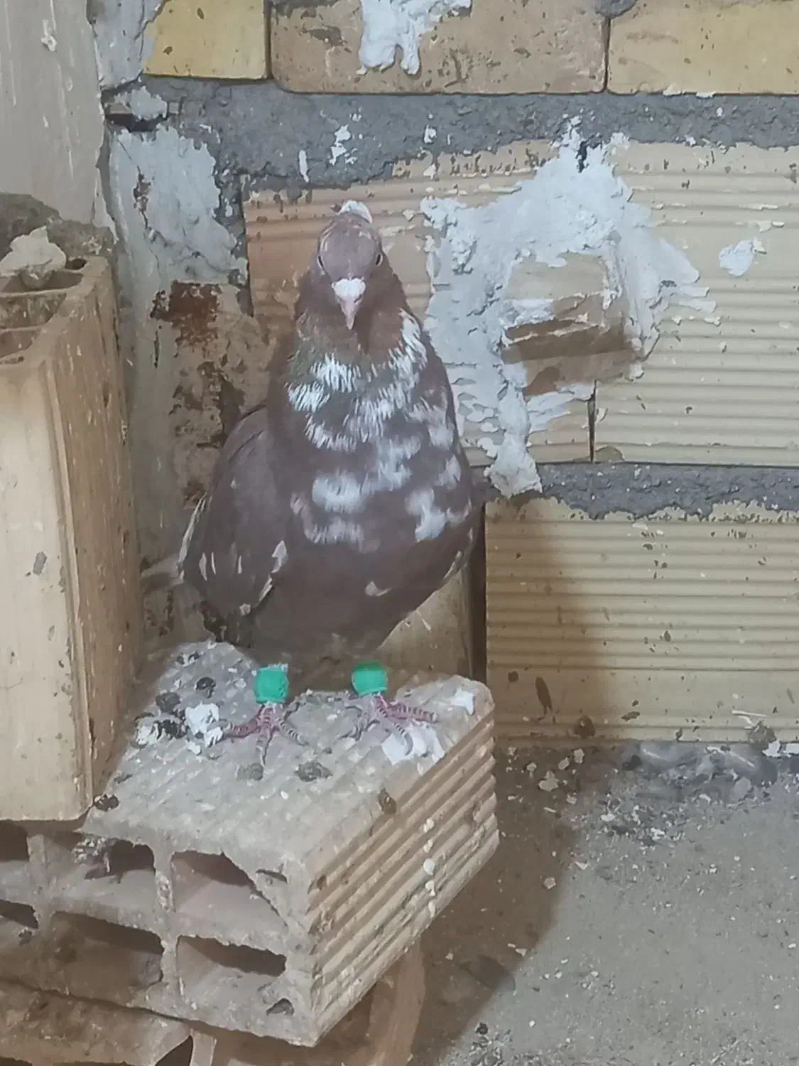 کلاغ خطی|پرنده|مشهد, نیزه|دیوار