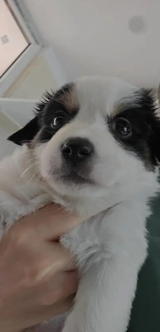 واگذاری توله سگ|سگ|تهران, امام حسین|دیوار