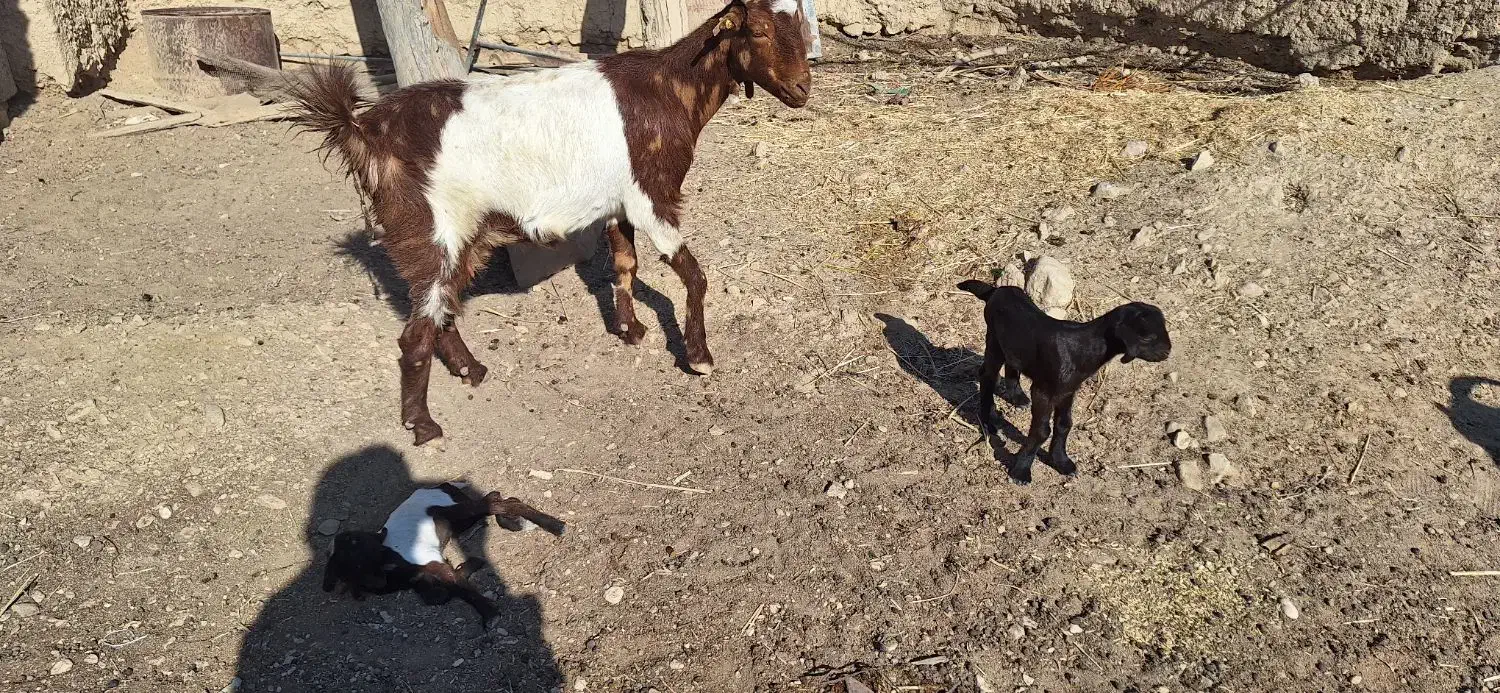 فروش یک بز و دو کهره|حیوانات مزرعه|فراشبند, |دیوار