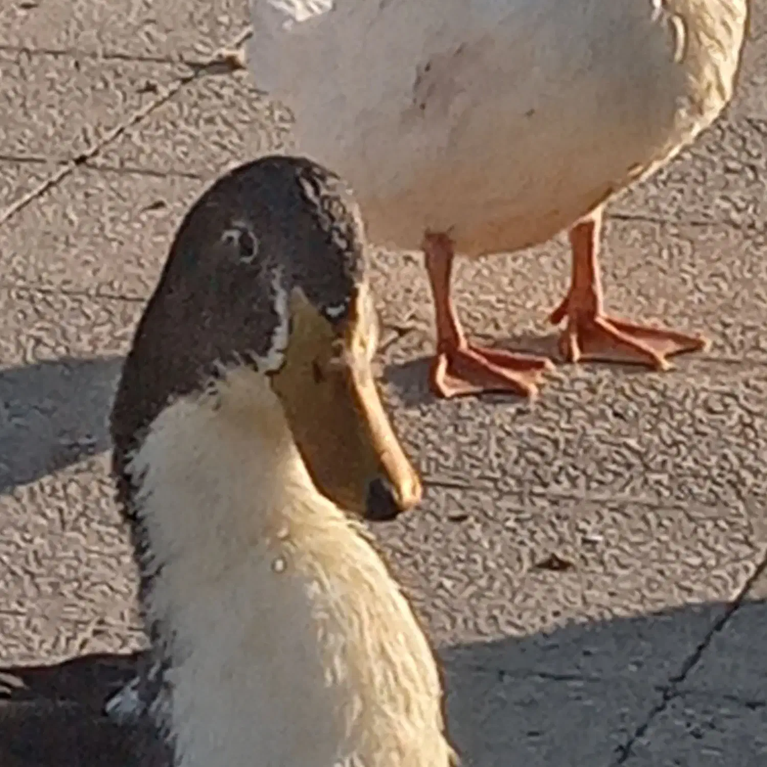 دو تا اردک نر برزگ گوشتی|حیوانات مزرعه|تهران, جمال‌زاده|دیوار