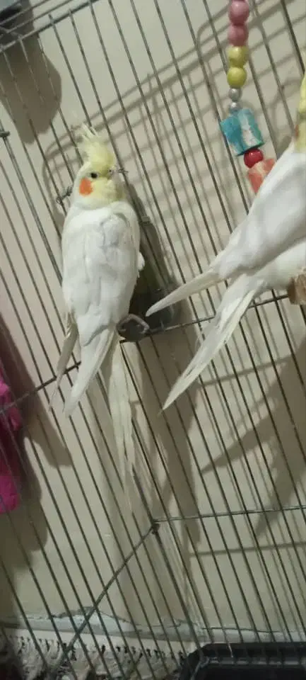 فروشی|پرنده|جیرفت, |دیوار