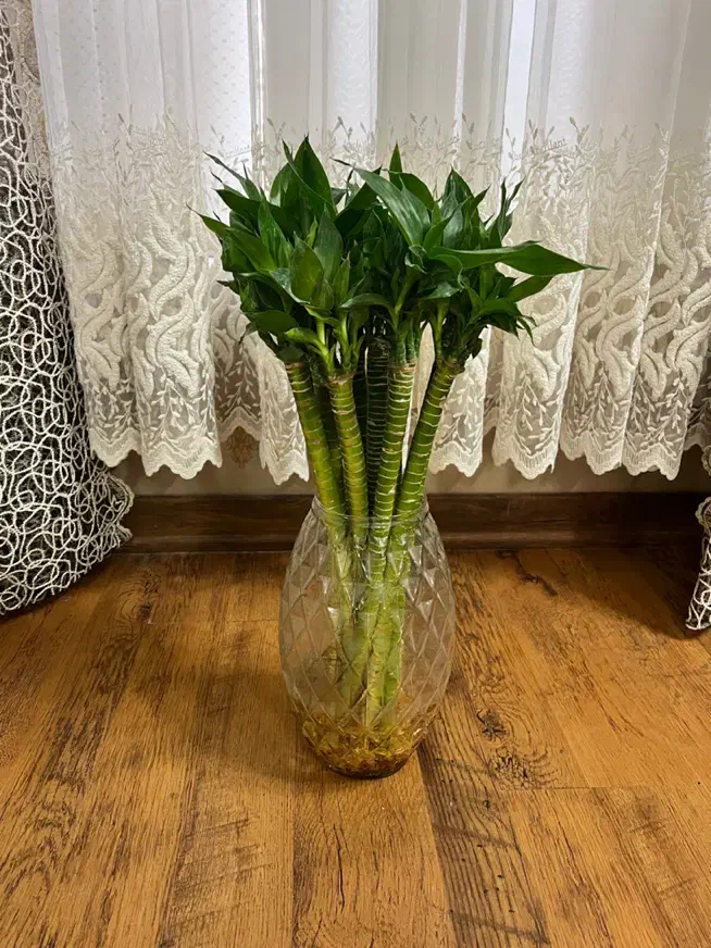 گل بامبو لوتوس ابی|گل و گیاه طبیعی|شیراز, شهرک گلستان|دیوار