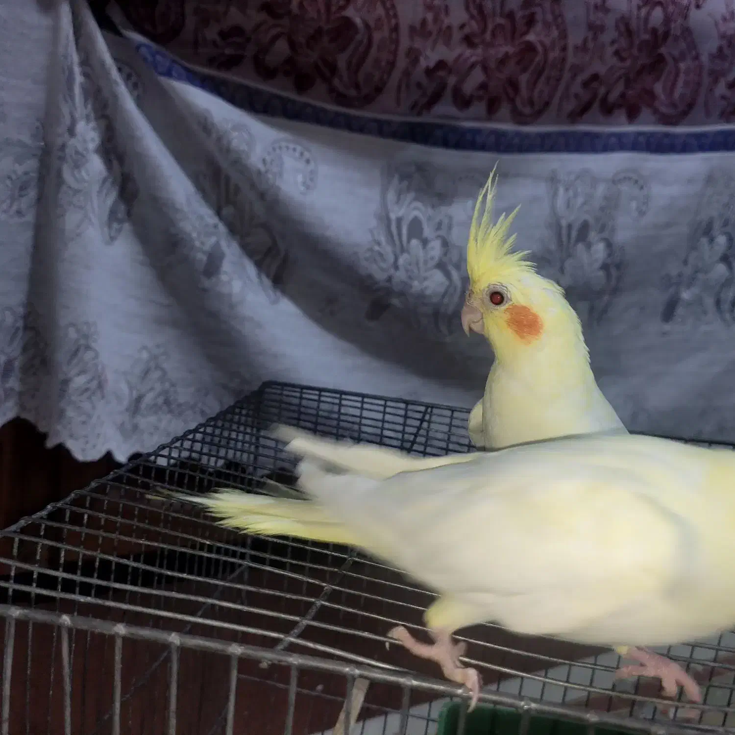 سلام دو عدد عروس هلندی|پرنده|ایرانشهر, |دیوار