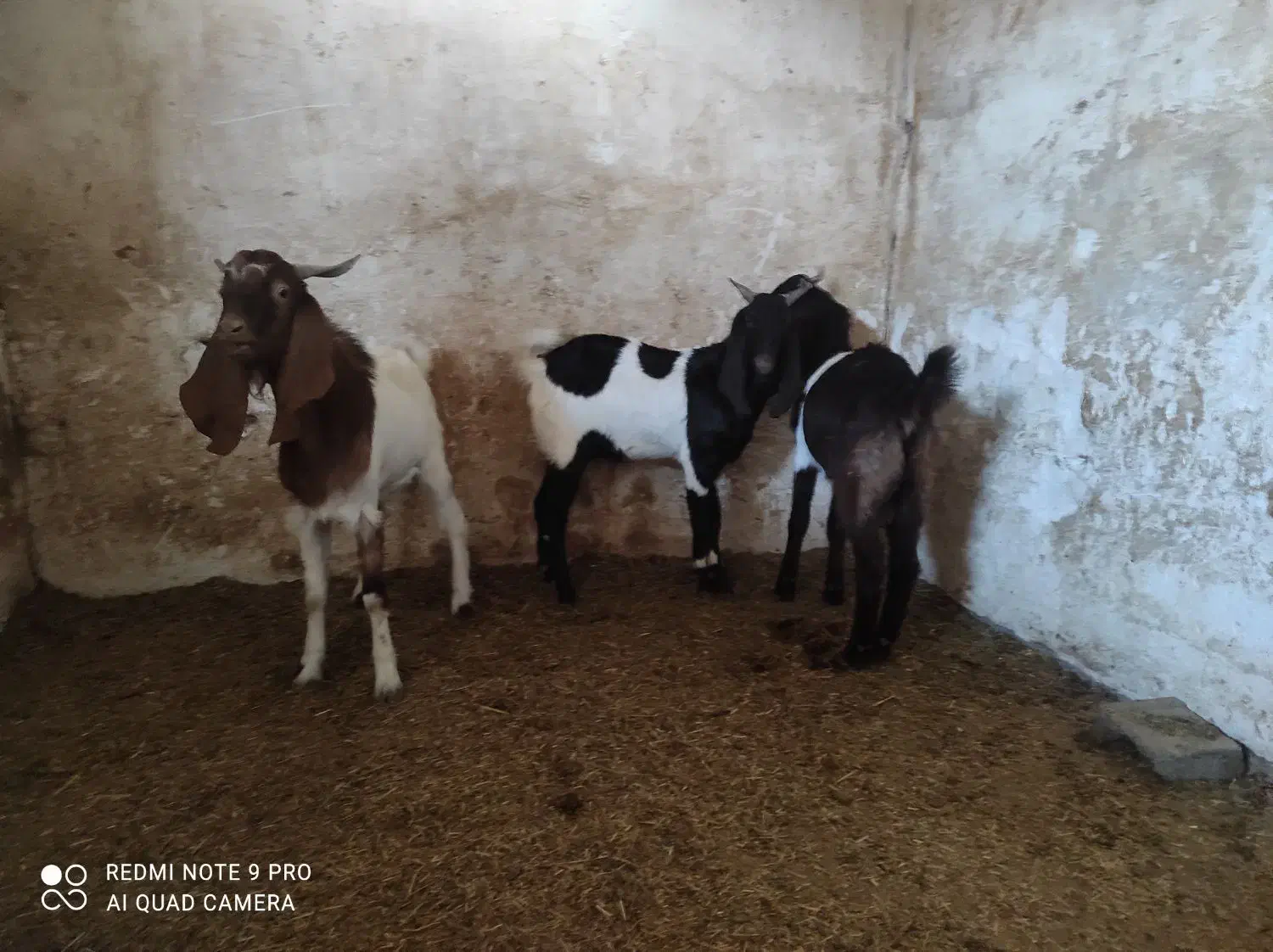 فروش بیگ|حیوانات مزرعه|شوش, |دیوار