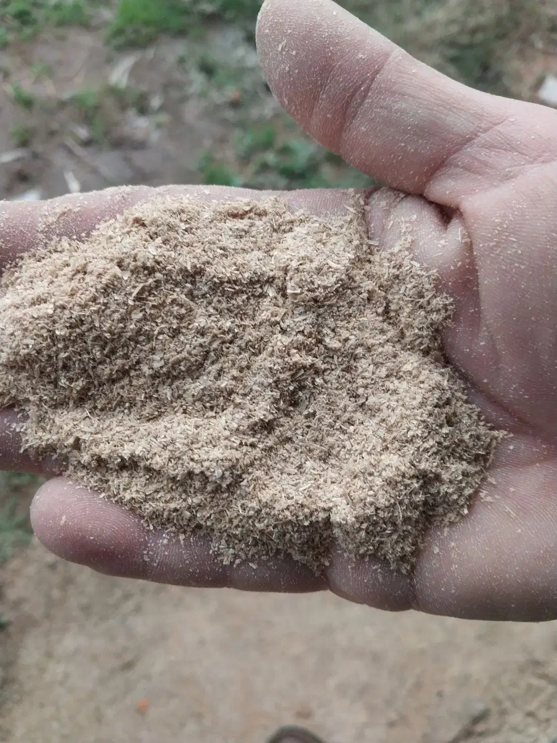 سبوس برنج|حیوانات مزرعه|آستانه اشرفیه, |دیوار