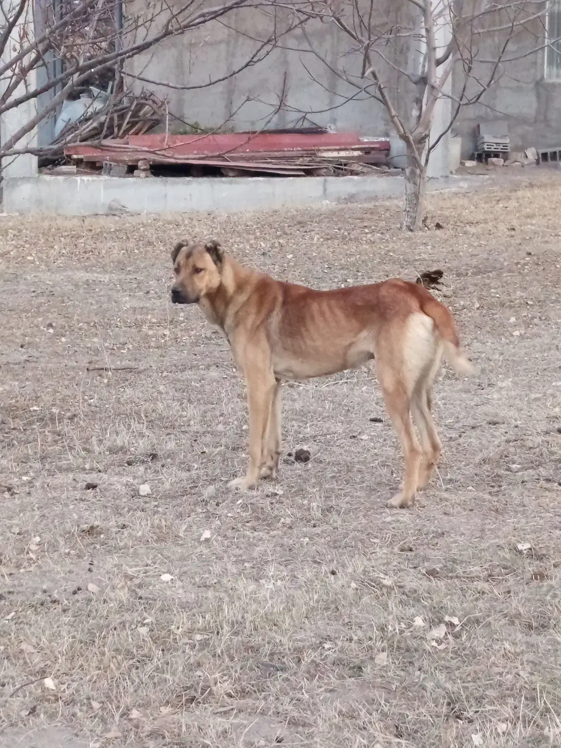سرابی نر یک ساله|سگ|کوراییم, |دیوار