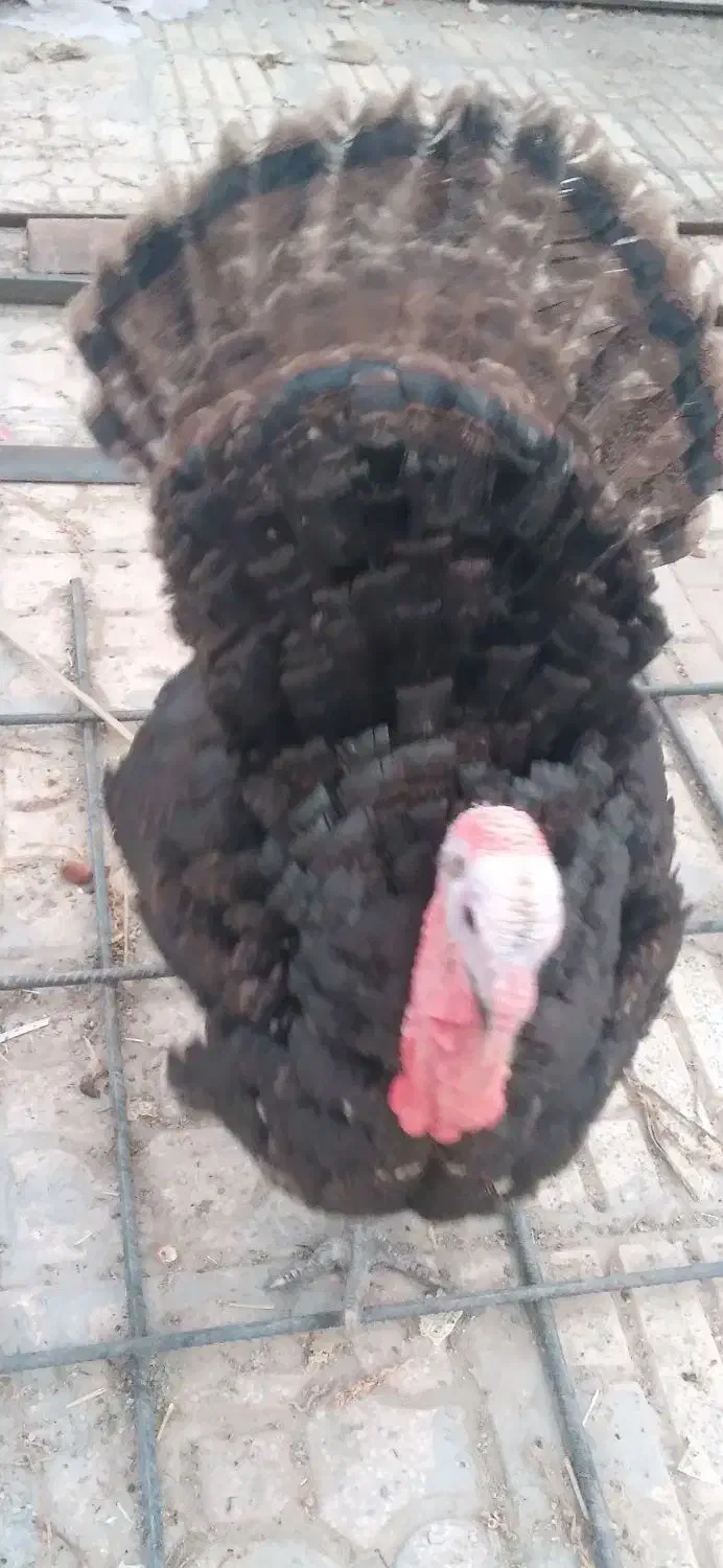 بوقلمون برنز و بوربون|حیوانات مزرعه|جهرم, |دیوار