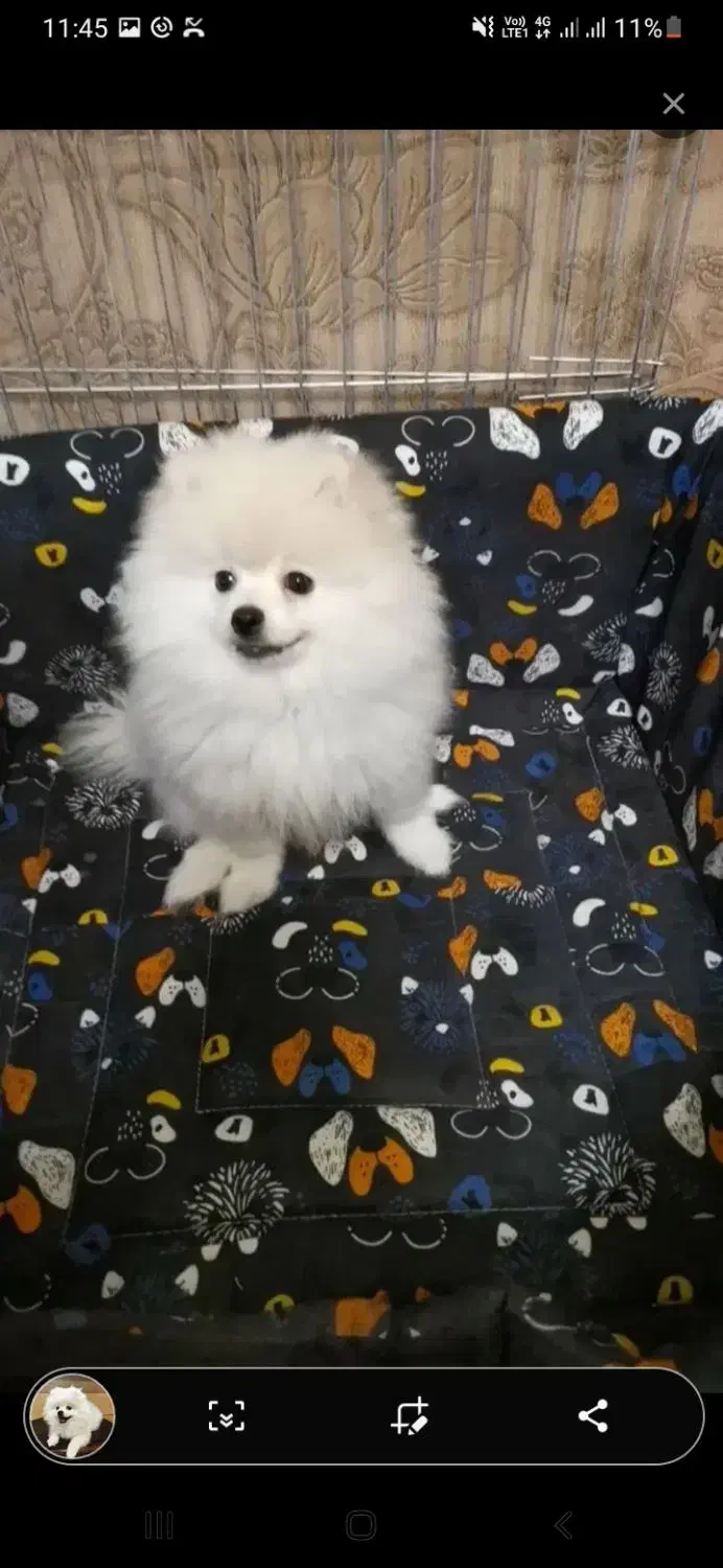 سگ پامر فروش فوری ب دلیل مهاجرت|سگ|گرگان, |دیوار