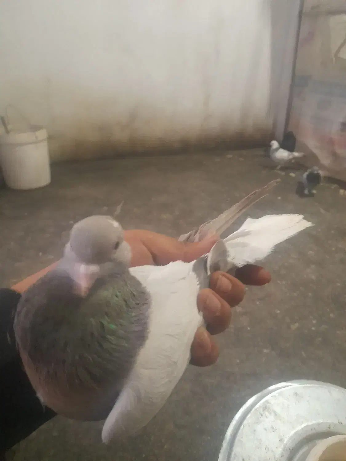 ۵ لنگ کبوتر ترکیه ای زیر قیمت|پرنده|بروجن, |دیوار