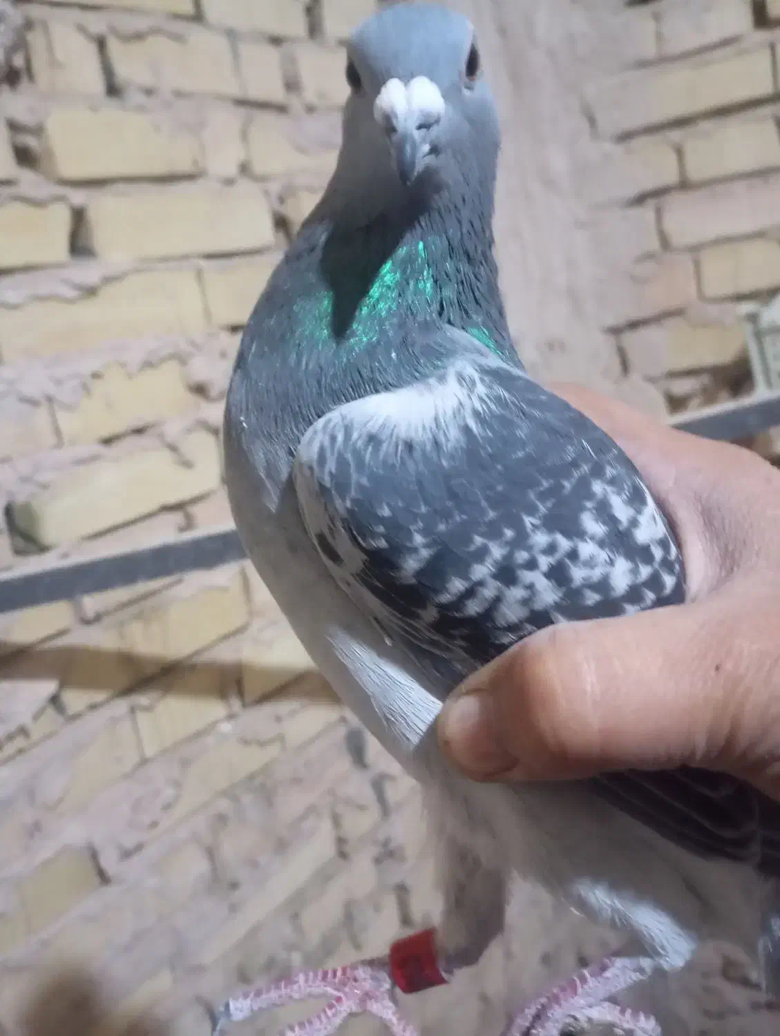 کفتر یا کبوتر|پرنده|سلامی, |دیوار