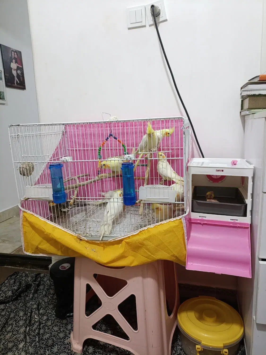 عروس هلندی|پرنده|فریدون‌کنار, |دیوار