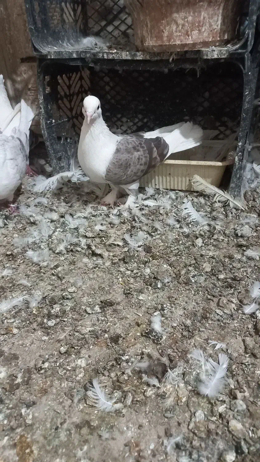 کبوتر پشتار مهر|پرنده|کرج, خرمدشت|دیوار