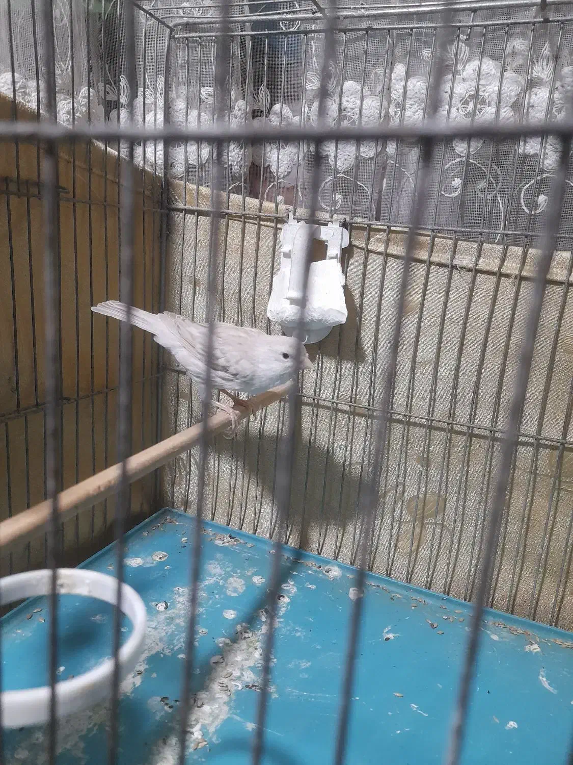 قناری|پرنده|محمدشهر, شهرک پیام (مهرالبرز)|دیوار